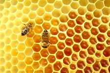 Honeycomb (1).jpg